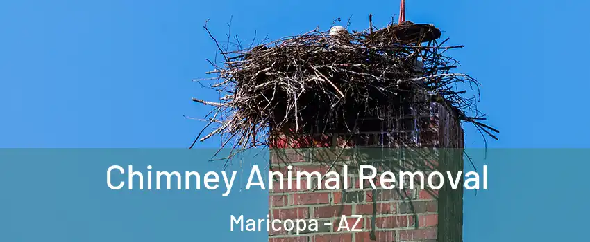 Chimney Animal Removal Maricopa - AZ