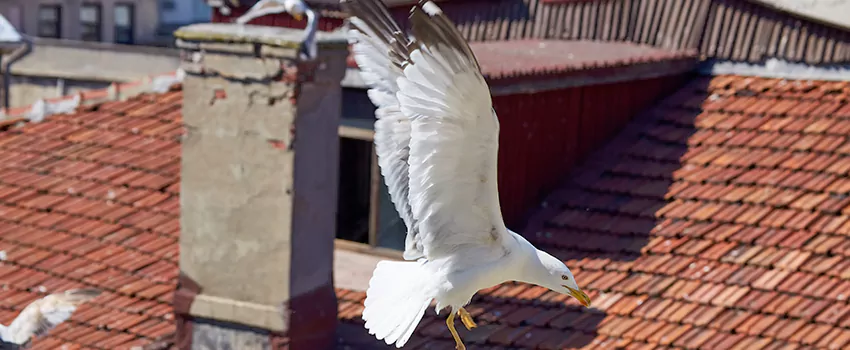 Residential Chimney Animal Removal Solution in Maricopa, AZ