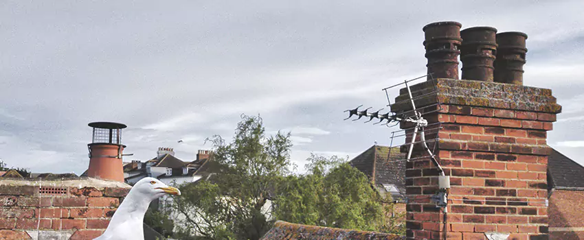 Chimney Cleaning And Restoration in Maricopa, Arizona